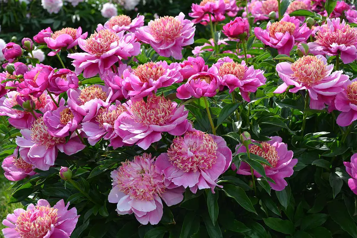 Una imagen horizontal de cerca de peonías rosas brillantes que crecen en el jardín fotografiadas a la luz del sol.