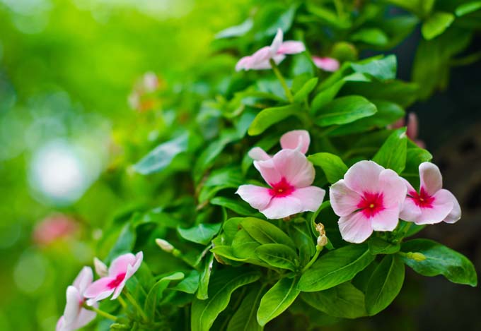 Un primer plano de las flores de color rosa brillante del periwinkle, rodeadas de follaje verde sobre un fondo de enfoque suave.