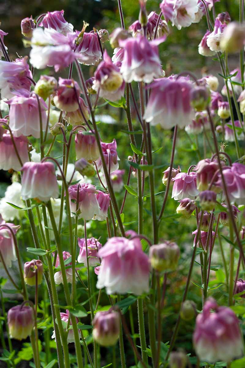 Una imagen vertical de primer plano de flores columbine 'Pink Petticoat' rosas y blancas que crecen en el jardín.