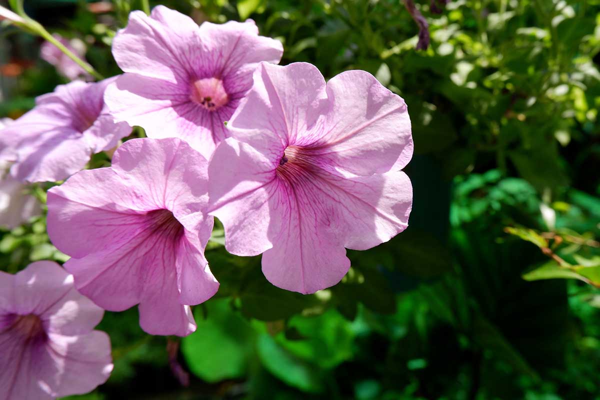 Una imagen horizontal de cerca de petunias rosas brillantes que crecen en un jardín soleado en un fondo de enfoque suave.