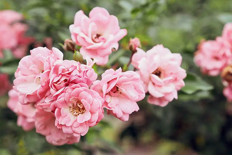 Una imagen horizontal de primer plano de flores de polianta rosa que crecen en el jardín en un fondo de enfoque suave.