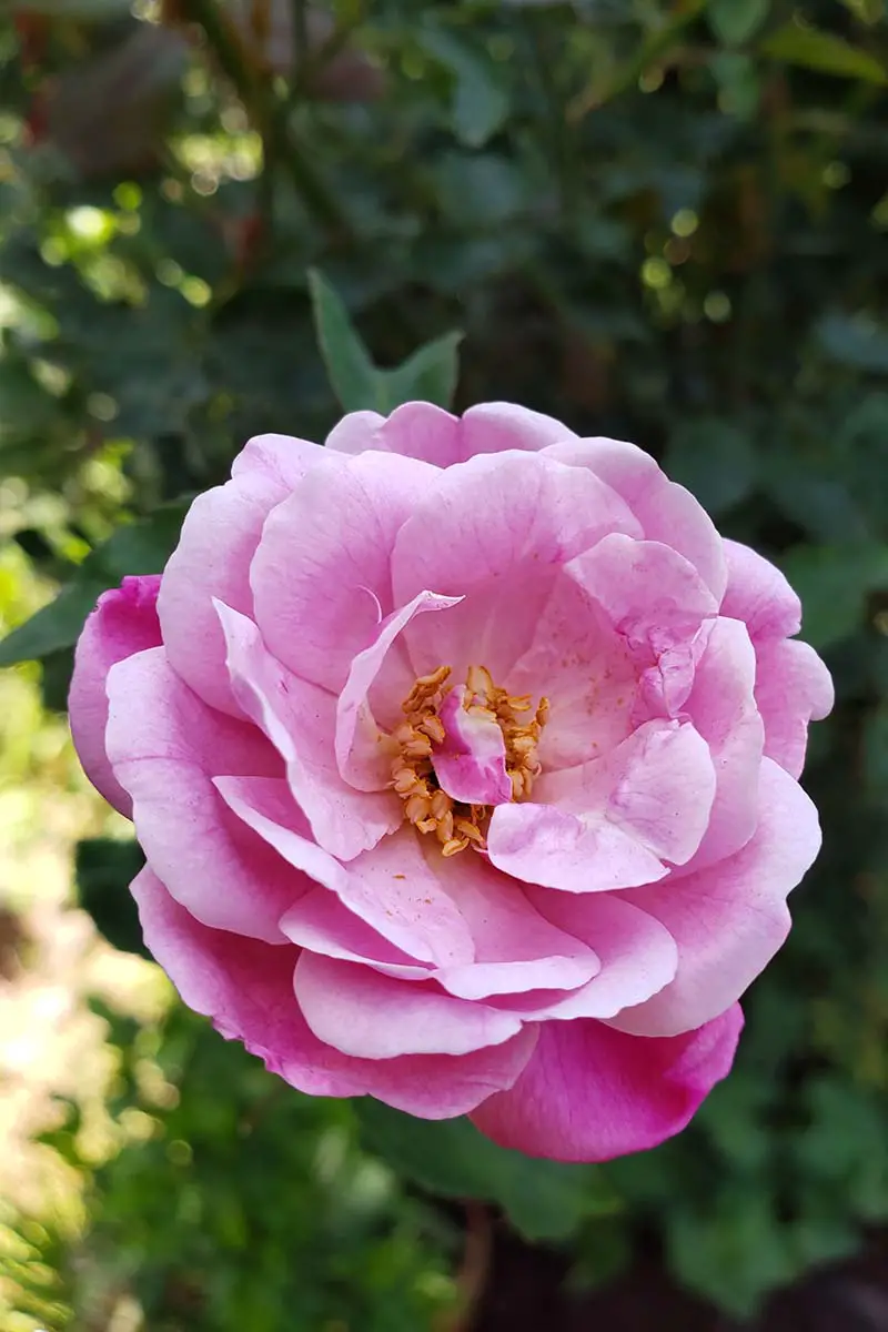 Una imagen vertical de primer plano de una flor 'Pink Prosperity' que crece en el jardín de verano sobre un fondo de enfoque suave.