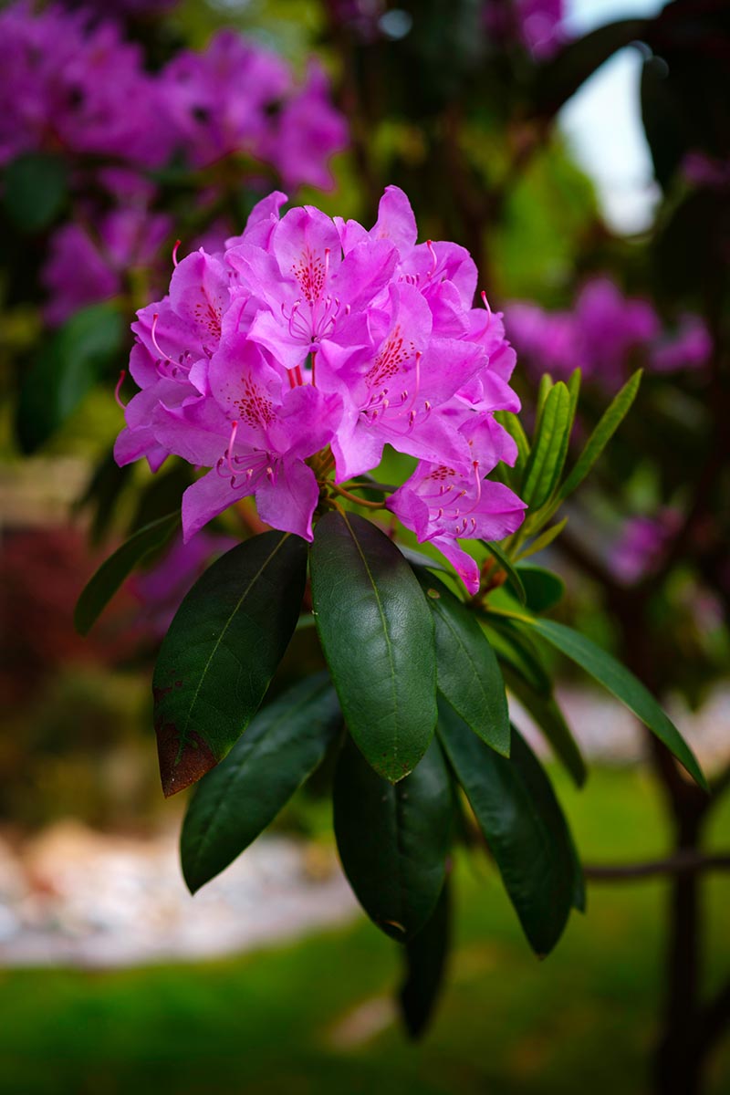 Una imagen vertical de cerca de una gran flor de rododendro rosa que crece en el jardín representada en un fondo de enfoque suave.