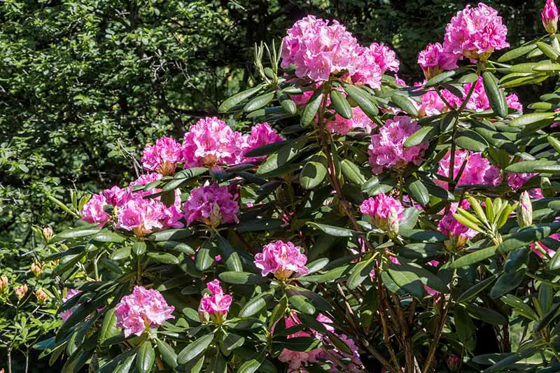 Una imagen horizontal de flores rosas brillantes que crecen bajo el sol en el jardín trasero.