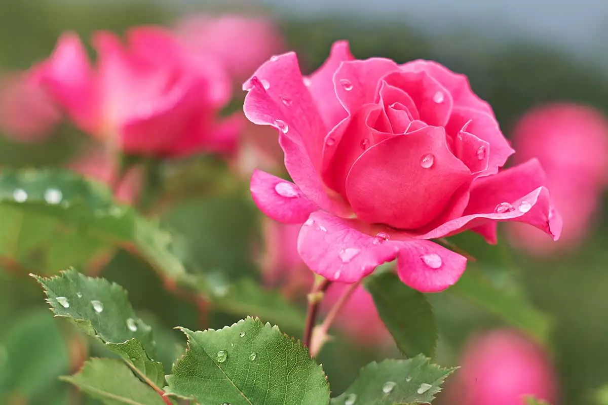 Una imagen horizontal de primer plano de una rosa rosa representada en un fondo de enfoque suave.