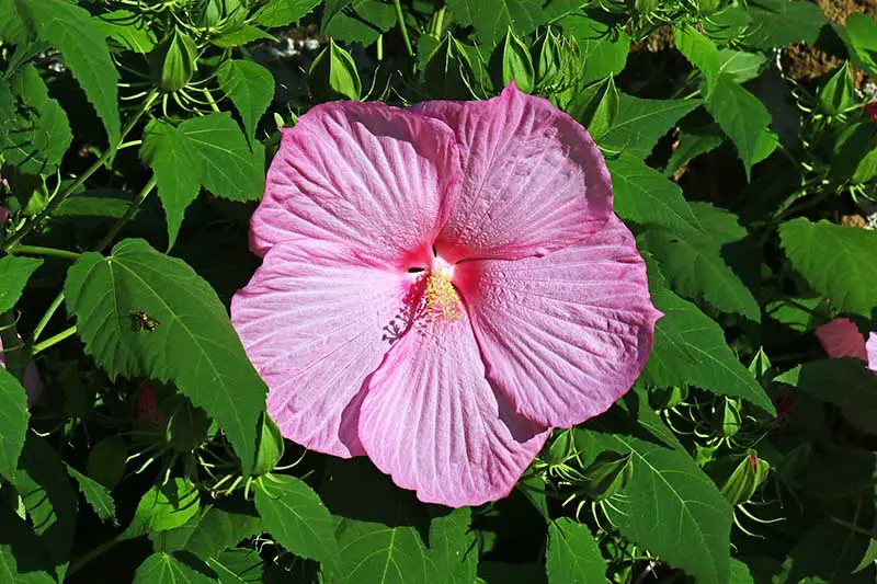 Un primer plano de una gran flor rosa de H. moscheutos rodeada de follaje que crece en el jardín bajo el sol brillante.