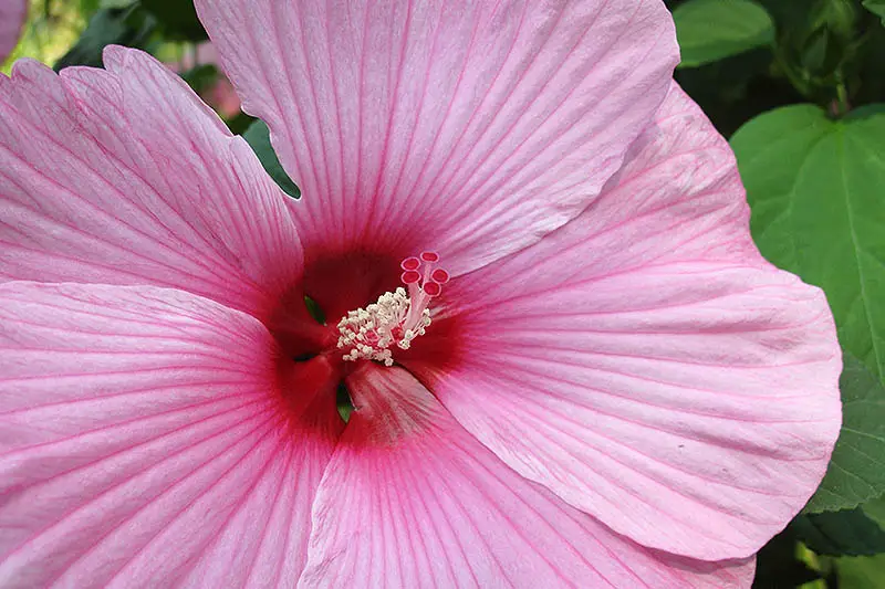 Un primer plano de una gran malva rosa rosa con un ojo rojo intenso, que crece en el jardín con follaje en un enfoque suave en el fondo.