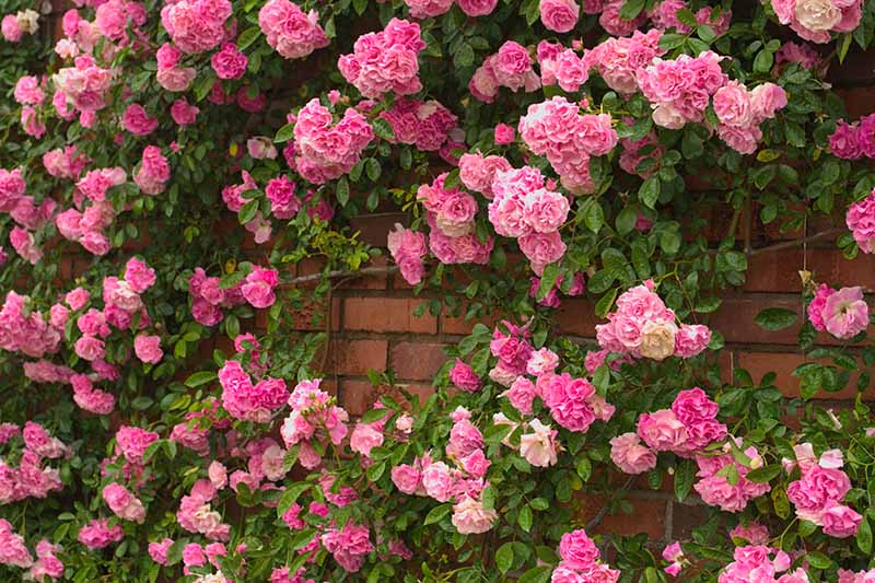 Una imagen horizontal de primer plano de rosas rosadas que crecen en una pared de ladrillos.