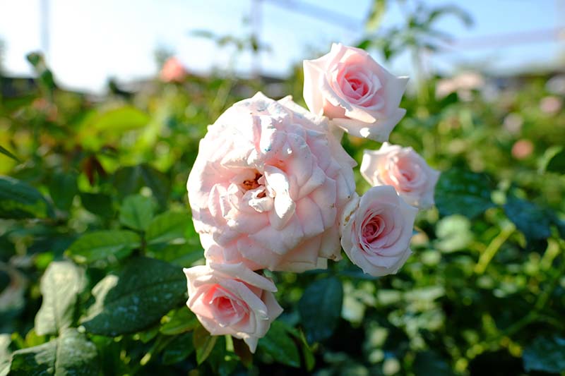 Una imagen horizontal de primer plano de rosas rosas claras que crecen en el jardín representadas a la luz del sol sobre un fondo de enfoque suave.