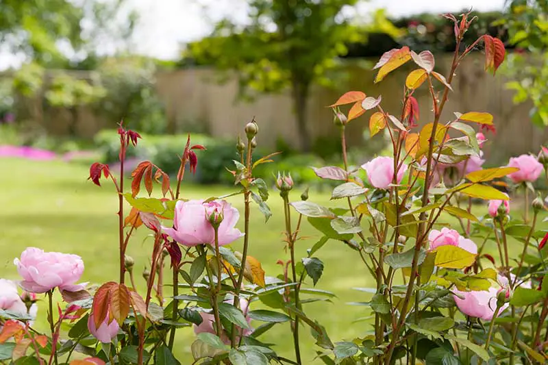 Una imagen horizontal de primer plano de flores rosadas que crecen como un seto con una escena de jardín con un enfoque suave en el fondo.