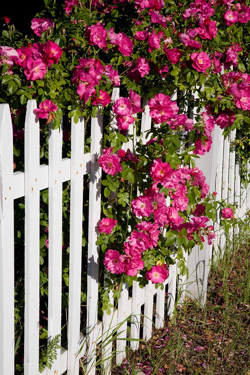 Una imagen vertical de primer plano de rosas rosadas en cascada sobre una valla blanca.