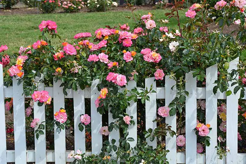 Una imagen horizontal de una valla blanca cubierta de flores rosas brillantes de una rosa trepadora, con una escena de jardín en el fondo.
