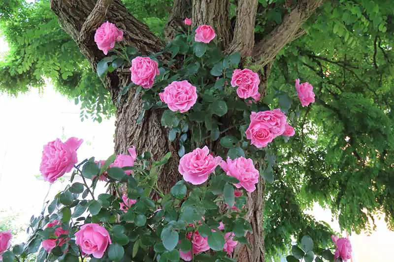 Una imagen horizontal de cerca de una rosa trepadora con flores rosas que crecen en un árbol.
