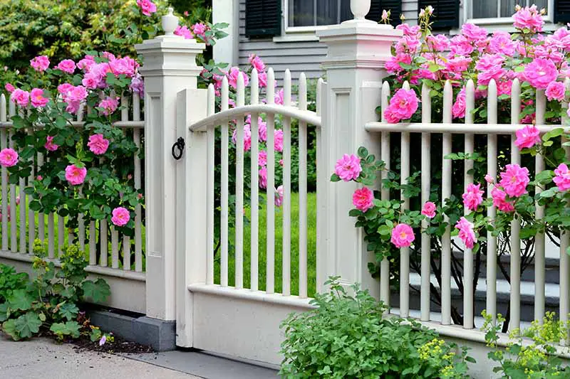 Una imagen horizontal de cerca de una cerca blanca plantada con arbustos de rosas rosadas frente a una gran residencia.