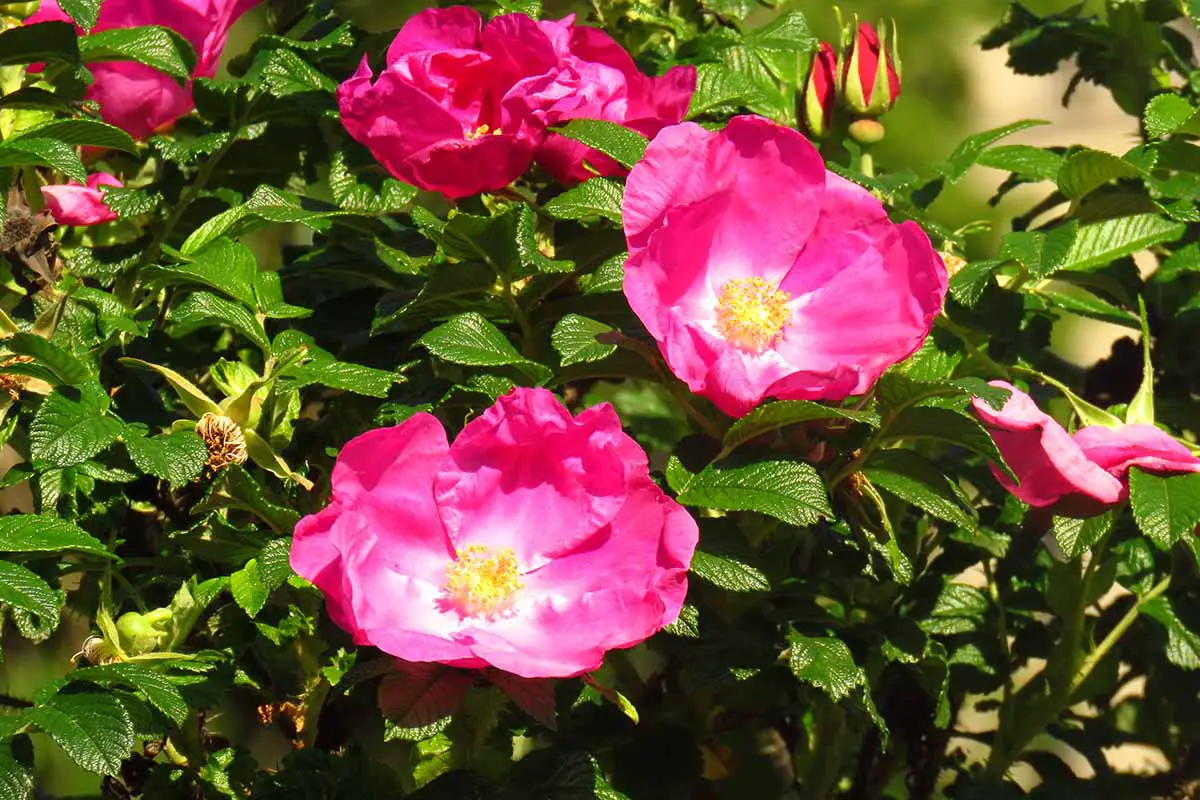 Una imagen horizontal de primer plano de rosas rugosas rosadas que crecen en un jardín soleado.