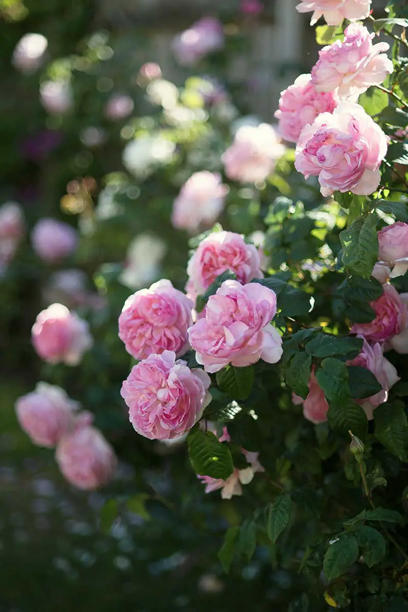Una imagen vertical de rosas de arbustos rosas que crecen en el jardín de verano y se desvanecen en un enfoque suave en el fondo.