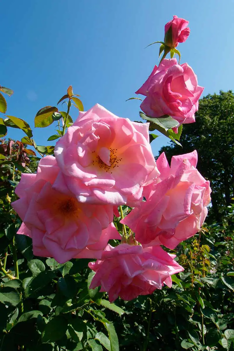 Una imagen vertical de rosa Rosa 'Smooth Pink' representada en un sol brillante con follaje en un fondo de enfoque suave.