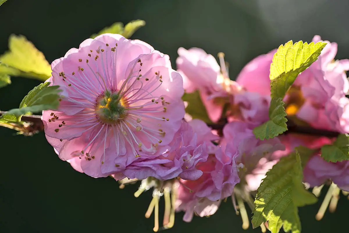 Una imagen horizontal de primer plano de flores de almendro rosas brillantes representadas a la luz del sol sobre un fondo de enfoque suave.