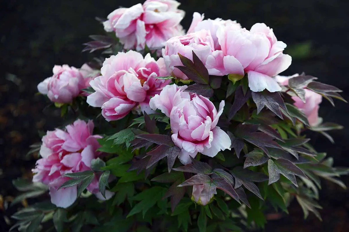 Una imagen horizontal de primer plano de flores de peonía de árbol rosa que crecen en el jardín.