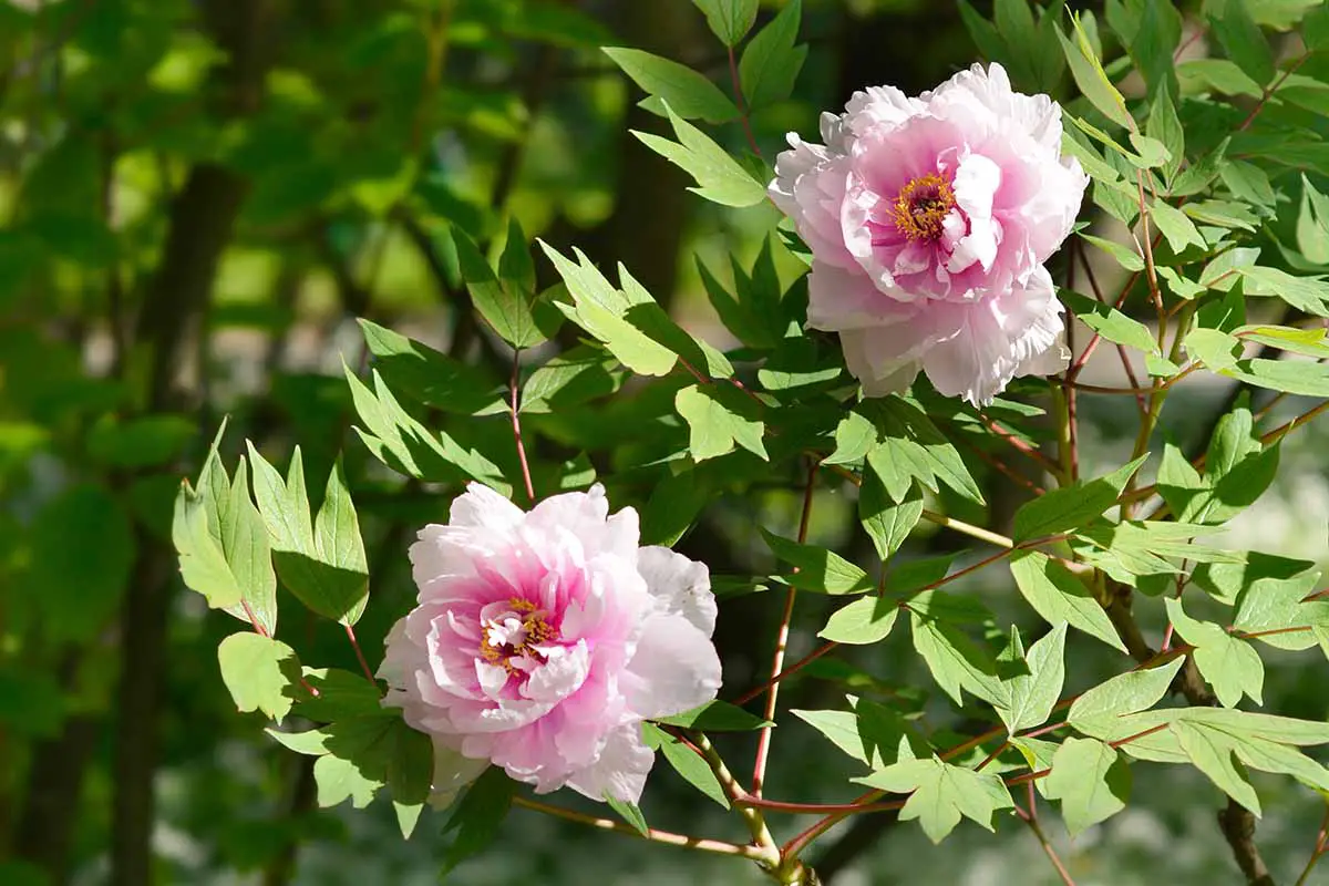 Una imagen horizontal de primer plano de flores Paeonia rosa claro que crecen en un jardín soleado.