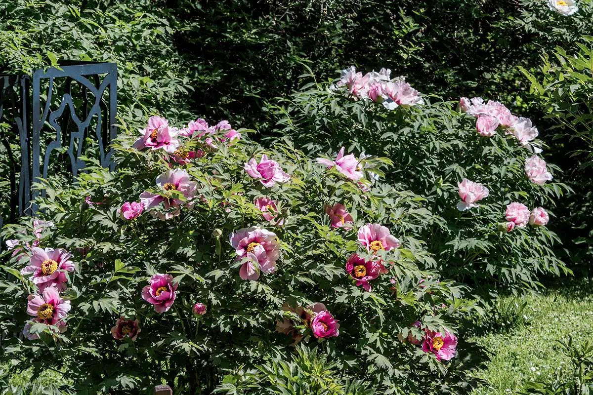 Una imagen horizontal de arbustos de peonía rosa que crecen en un jardín soleado.