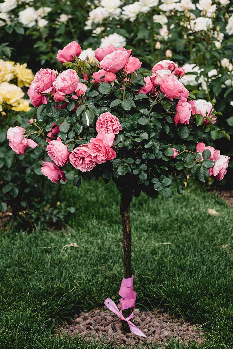 Una imagen vertical de cerca de una rosa tipo árbol que crece en el jardín con flores de color rosa brillante con otras flores en un enfoque suave en el fondo.