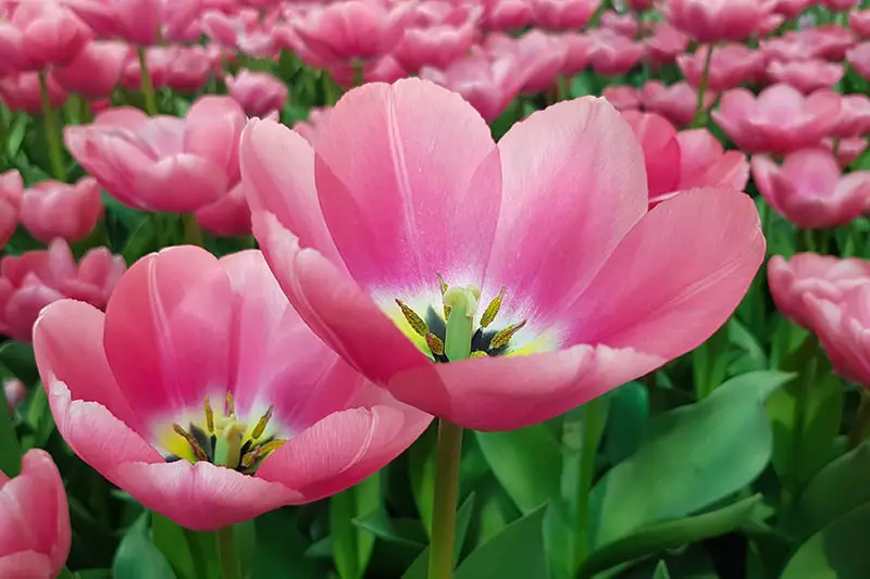 Una imagen horizontal de primer plano de tulipanes Fosteriana de color rosa brillante completamente abiertos, con follaje y flores en un enfoque suave en el fondo.