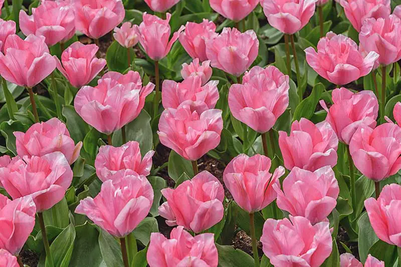 Una imagen horizontal de primer plano de tulipanes Fosteriana rosados ​​que crecen en el jardín, con follaje en el fondo.