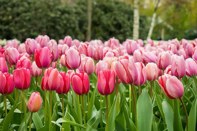 Una imagen horizontal de tulipanes rosados ​​que crecen en el jardín con árboles y arbustos en un enfoque suave en el fondo.