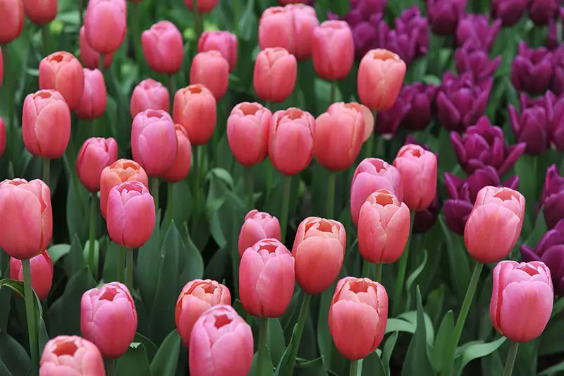 Una imagen horizontal de primer plano de tulipanes Triumph de color rosa anaranjado que crecen en el jardín, rodeados de follaje.