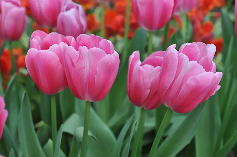 Una imagen horizontal de primer plano de tulipanes Single Late de color rosa brillante que crecen en el jardín con flores rojas en un enfoque suave en el fondo.