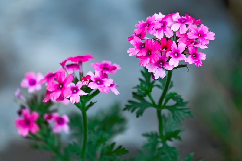 Una imagen horizontal de primer plano de flores de verbena rosa representadas en un fondo de enfoque suave.