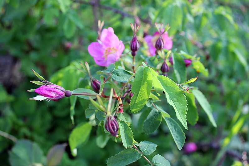 Una imagen horizontal de primer plano de rosas silvestres rosadas que crecen en el jardín representadas en la luz del sol filtrada que se desvanece en un enfoque suave en el fondo.