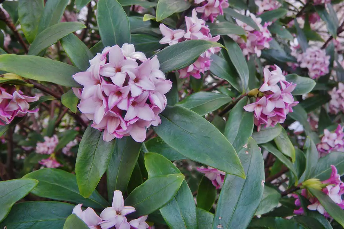 Una imagen horizontal de cerca de las flores rosadas y el follaje verde de Daphne odora que crece en el jardín.