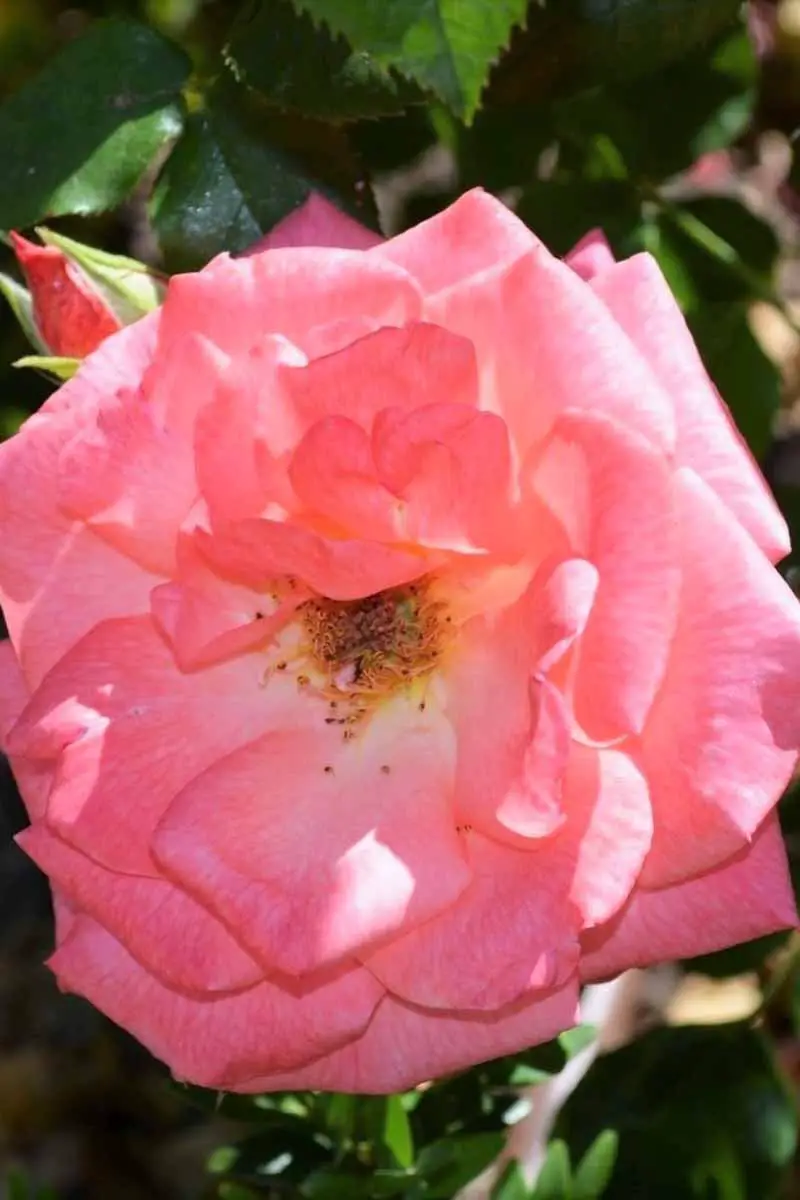 Una imagen vertical de primer plano de una flor Rosa 'Pink Wonder' representada en un fondo de enfoque suave.