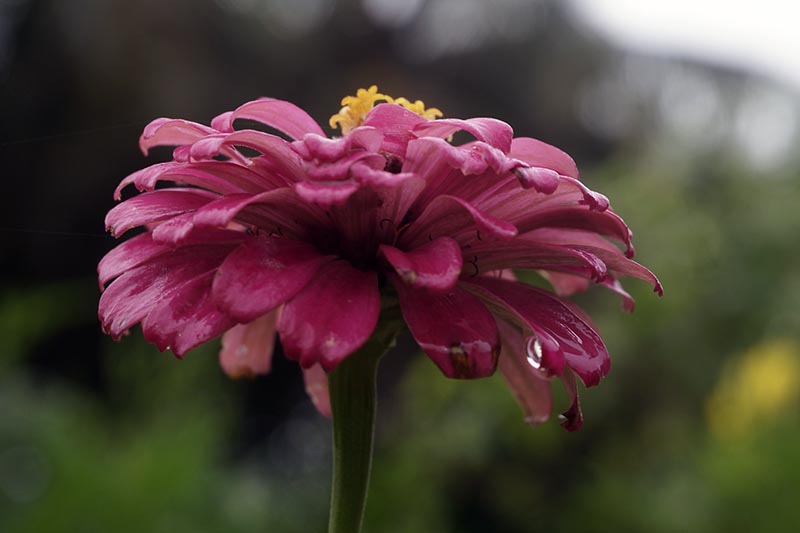 Una imagen horizontal de primer plano de una flor rosa cubierta de gotas de agua representada en un fondo de enfoque suave.