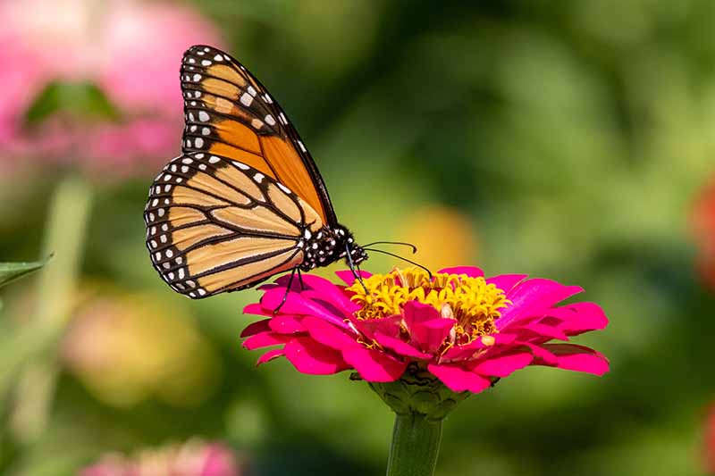 Una imagen horizontal de primer plano de una mariposa monarca alimentándose de una flor rosa representada bajo el sol brillante sobre un fondo verde de enfoque suave.