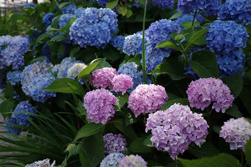 Una imagen horizontal de primer plano de flores azules y rosas que crecen en el jardín fotografiadas con luz solar filtrada sobre un fondo de enfoque suave.