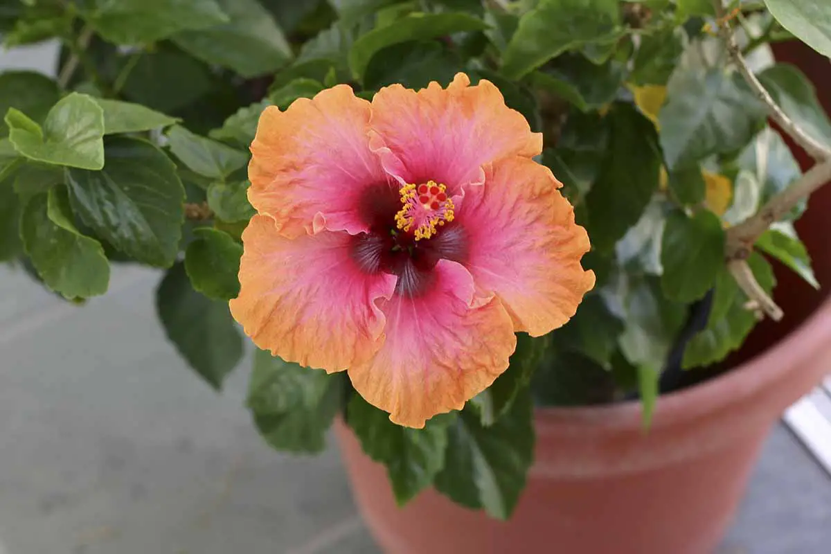 Una imagen horizontal de primer plano de una flor de hibisco tropical vibrante rosa y naranja que crece en una maceta sobre una superficie de hormigón.