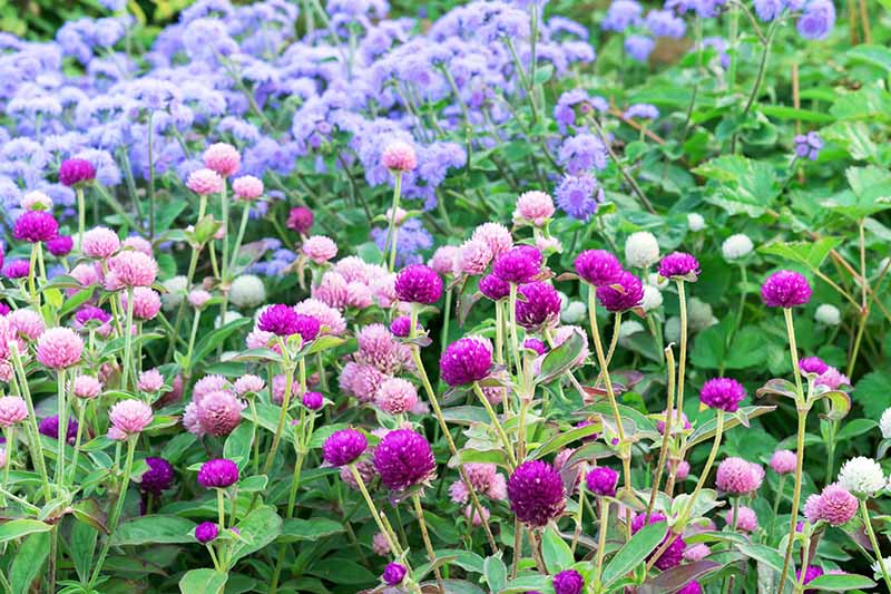 Una imagen horizontal de un jardín de flores plantado con flores rosas, moradas y azules.