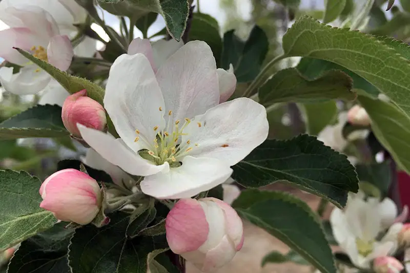 Una imagen horizontal de primer plano de pequeñas flores de manzana rosadas y blancas en primavera.