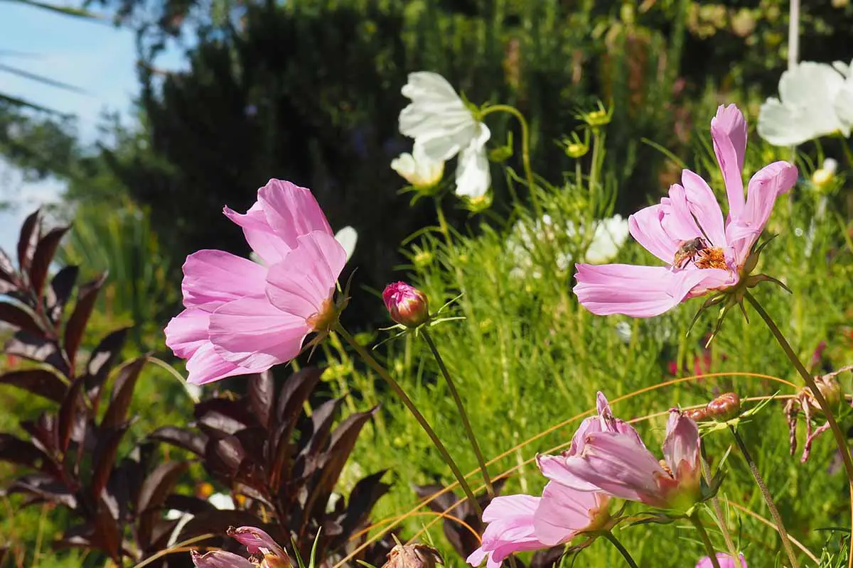 Una imagen horizontal de primer plano de flores de cosmos rosas y blancas que crecen en un jardín soleado.