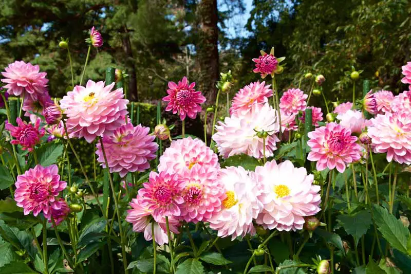 Una imagen horizontal de primer plano de elegantes dalias rosas y blancas de doble pétalo en una plantación masiva.
