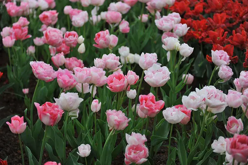 Una imagen horizontal de tulipanes Double Late rosados ​​y blancos que crecen en el jardín, con flores rojas en un enfoque suave en el fondo.