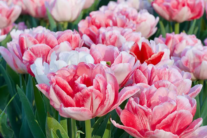 Una imagen horizontal de primer plano de delicados tulipanes Double Early rosas y blancos que crecen en el jardín, fotografiados a la luz del sol.