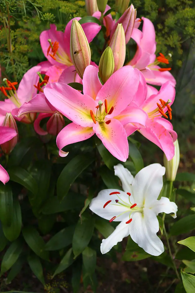 Una imagen vertical de un racimo de lirios rosados ​​que crecen en el jardín con algunas flores abiertas y otras aún en capullo, en la parte inferior del marco hay una flor blanca, colocada sobre un fondo de enfoque suave, representada bajo un sol brillante.