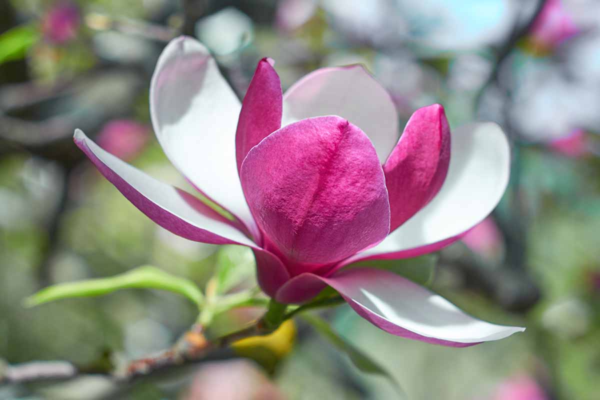 Una imagen horizontal de primer plano de una flor de magnolia rosa y blanca que crece en el jardín representada en un fondo de enfoque suave.