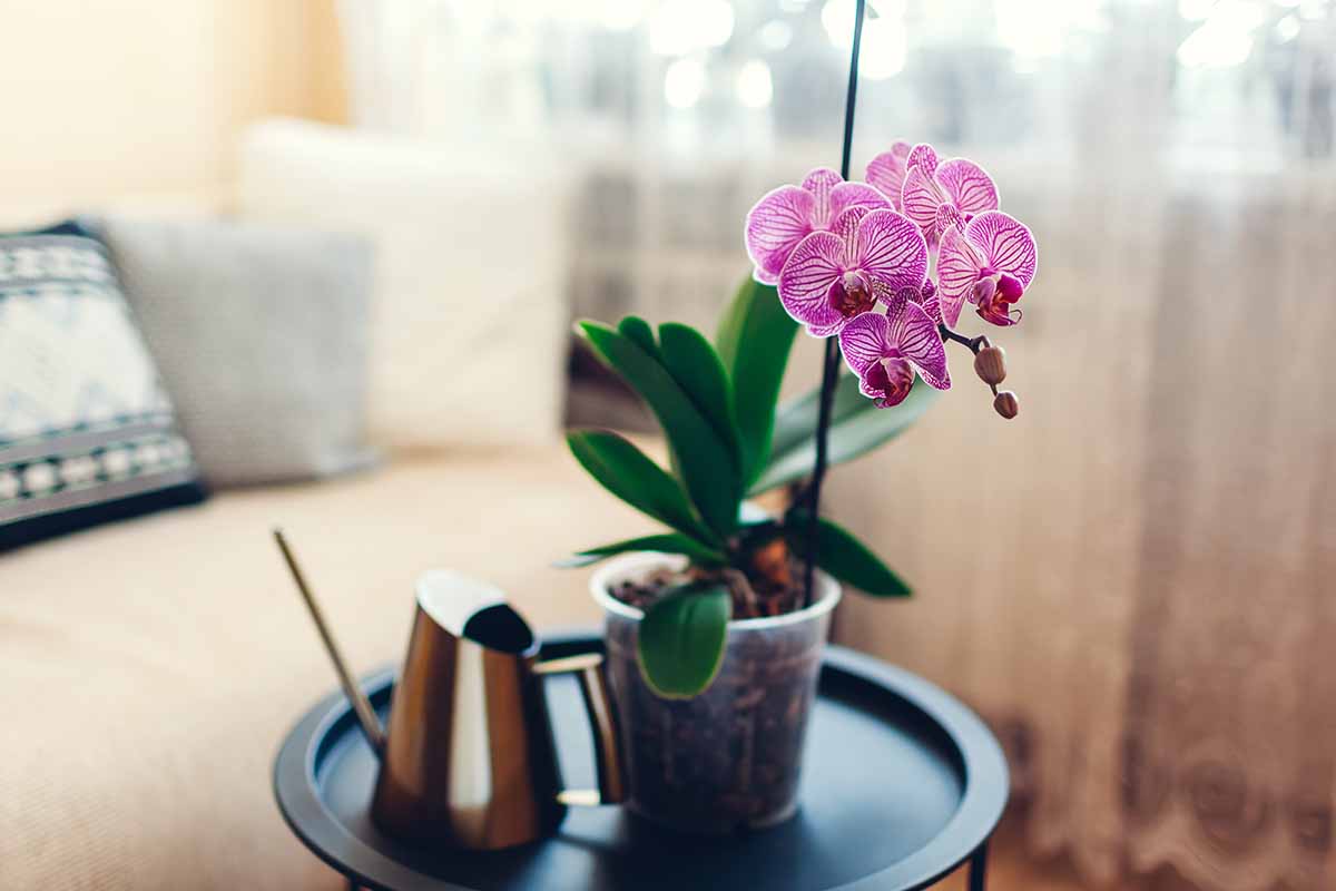 Una imagen horizontal de una orquídea púrpura y blanca en plena floración que crece en el interior de una pequeña mesa de café representada en un fondo de enfoque suave.
