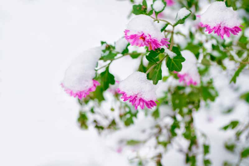 Una imagen horizontal de cerca de crisantemos rosas que crecen en el jardín cubierto de nieve, representada en un fondo de enfoque suave.