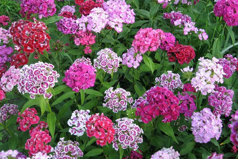 Flores moradas, rosadas y blancas de Dianthus barbatus con diferentes formas y combinaciones de colores.